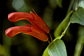 Lipstick flower