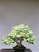 Japanese Maple bonsai tree