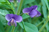 Blue false indigo