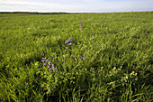 Blue Wild Indigo growing on prairie
