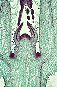 Coleus blumei stem and bud,micrograph