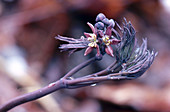 Blue Cohosh