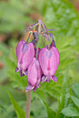 Wild Bleeding Heart (Dicentra eximia)