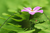 Sticky Geranium