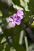 Herb Robert