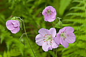 Wild Geranium (Geranium maculatum)