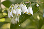 Silver-bell Tree