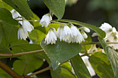 Silver-bell Tree