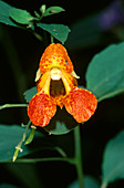 Jewelweed Flower