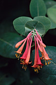 Trumpet Honeysuckle