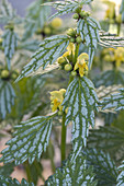 Yellow Archangel