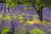 'Lavender Field,France'