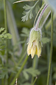 Clammy Ground Cherry