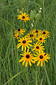 Black-eyed Susan (Rudbeckia hirta)