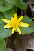 Lesser Celandine (Ranunculus ficaria)