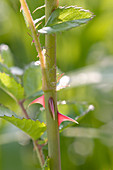 Rose (Rosa multiflora) stem with thorns