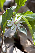 Star Chickweed