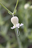 Bladder Campion