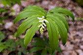 False Solomon's Seal (Smilacina racemosa)