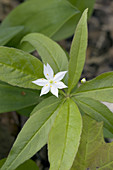 Starflower