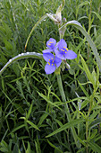 Ohio Spiderwort (Tradescantia ohiensis)