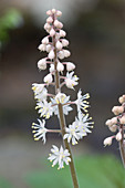 Foamflower (Tiarella cordifolia)