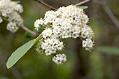 Nannyberry (Viburnum lentago)