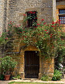 'Rose climbing medieval chateau,France'