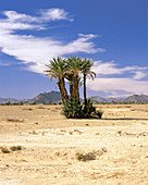 Date Palms in Desert