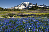 Mount Rainier and Lupine Meadow