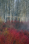 Birch and Red Willow,Oregon