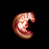 Embryo at 26 days