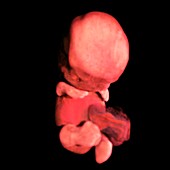 Embryo at 48 days