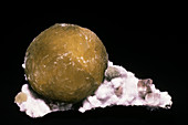 'Gyrolite from the Bombay District,India'