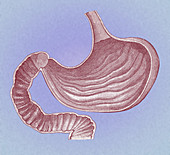 Stomach