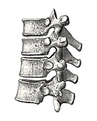 Vertebrae