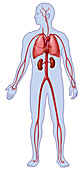 Full Figure Circulatory Schematic
