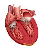 Normal Cutaway of Heart