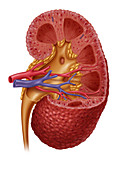 Hypertensive Kidney