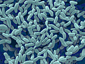 Acetobacter Aceti Bacteria