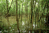 Seasonally Flooded Forest