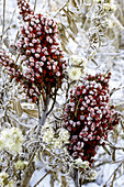 Frost on Staghorn Sumac Berries