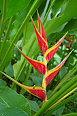 Heliconia Flower