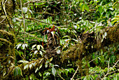 Cloud Forest Bromeliad
