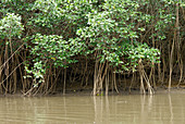 Red Mangrove Trees