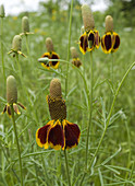 'Mexican hat,Ratibida columnaris'