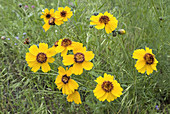 'Goldenwave,Coreopsis tinctoria'