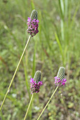 'Purple prairie clover,Dalea purpurea'