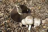 'Horse mushroom,Agaricus arvensis'