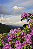 Catawba Rhododendron